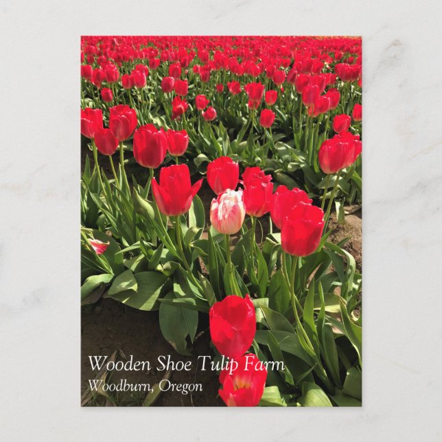 Carte Postale Tulipe blanche et rose dans un champ de tulipe rou (Devant)