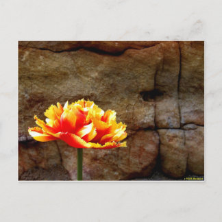 Carte Postale Tulipe brillante