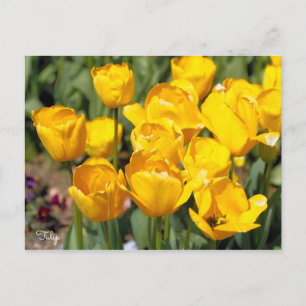Carte Postale Tulipe [Carte postale]