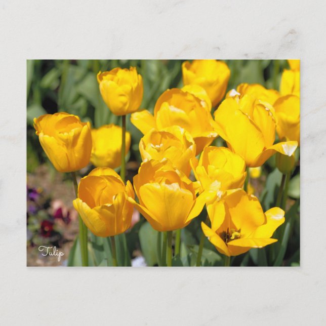 Carte Postale Tulipe [Carte postale] (Devant)