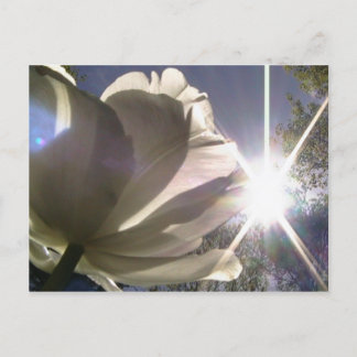 Carte Postale tulipe d'angelique