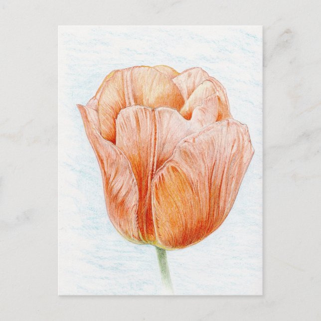 Carte Postale Tulipe dans la couleur de pêche (Devant)