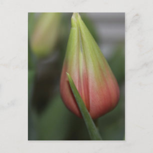 Carte Postale Tulipe de Budding #2