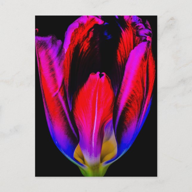 Carte Postale Tulipe de Neon Glow (Devant)