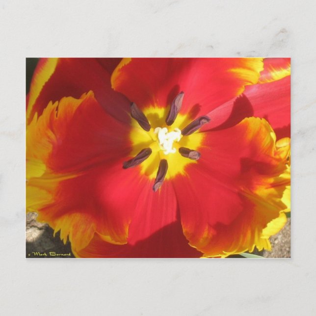 Carte Postale Tulipe de perroquet brillante (Devant)