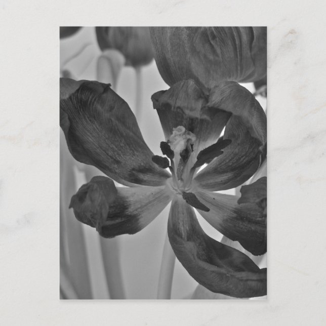 Carte Postale Tulipe en noir et blanc (Devant)