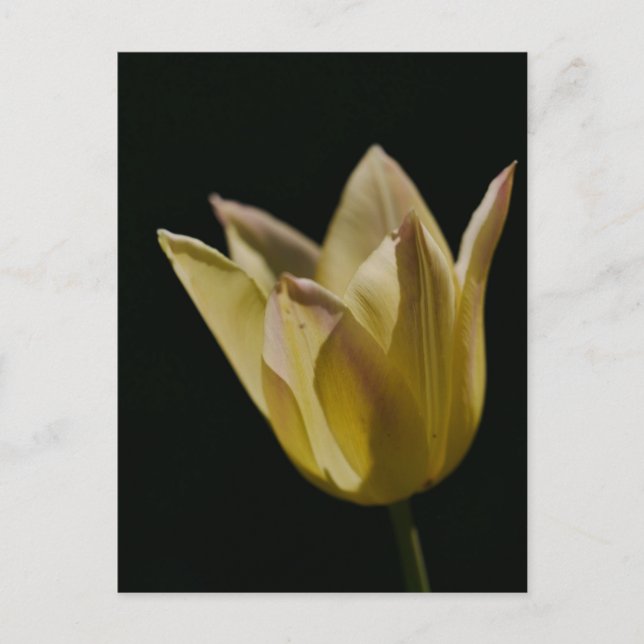 Carte Postale Tulipe jaune (Devant)