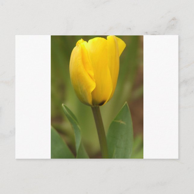 Carte Postale Tulipe jaune (Devant)