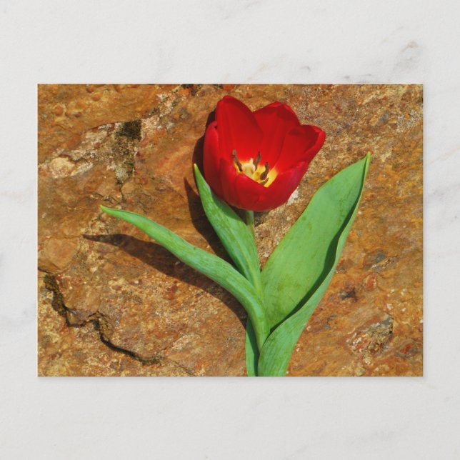 Carte Postale Tulipe jaune et rouge (Devant)