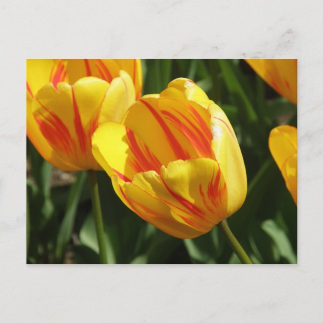Carte Postale Tulipe Jaune Variée (Devant)