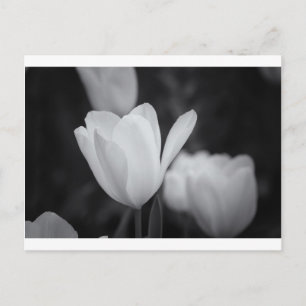 Carte Postale Tulipe noire et blanche
