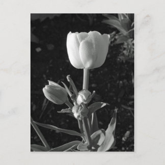 Carte Postale Tulipe noire et blanche