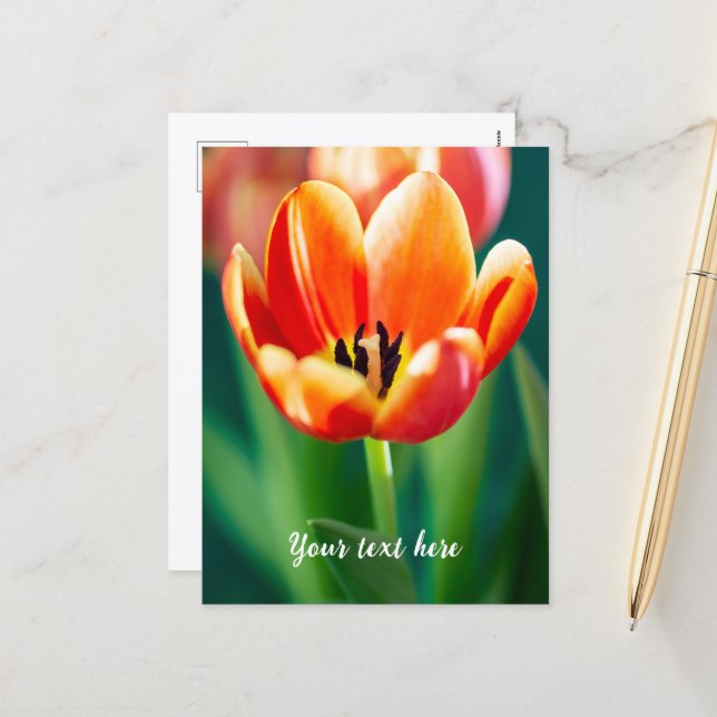 Carte postale tulipe orange (Devant/Arrière en situation)