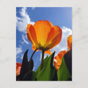 Carte Postale Tulipe orange, Ciel bleu