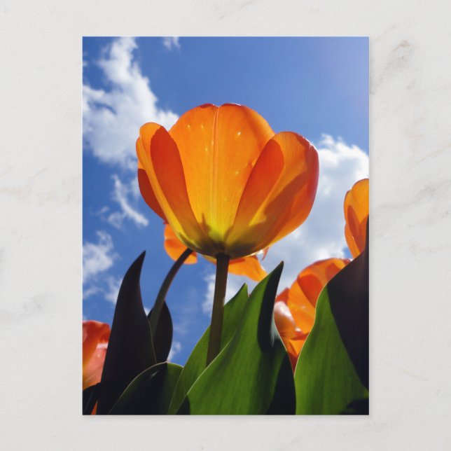 Carte Postale Tulipe orange, Ciel bleu (Devant)