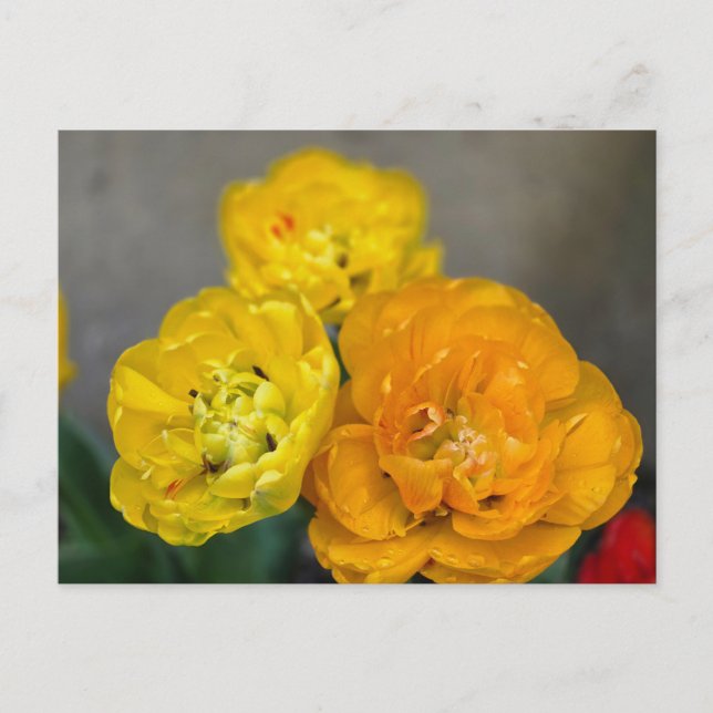 Carte Postale Tulipe pivoine (Devant)