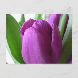 Carte Postale Tulipe pourpre