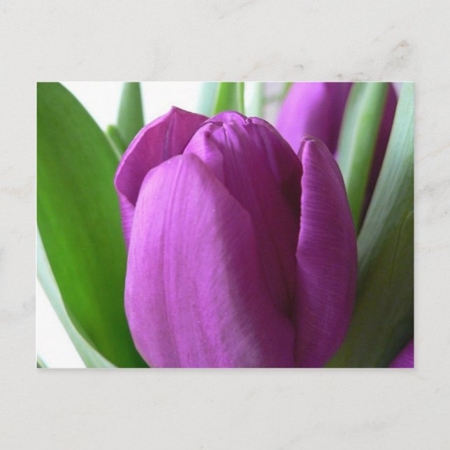 Carte Postale Tulipe pourpre (Devant)