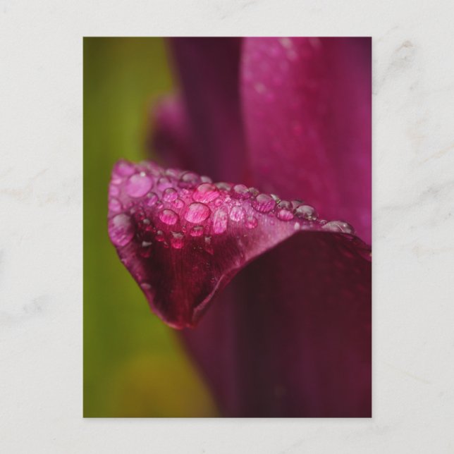 Carte postale Tulipe pourpre (Devant)