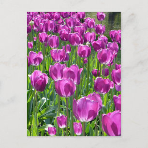 Carte Postale Tulipe pourpre