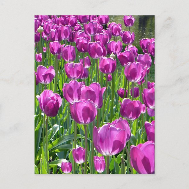 Carte Postale Tulipe pourpre (Devant)