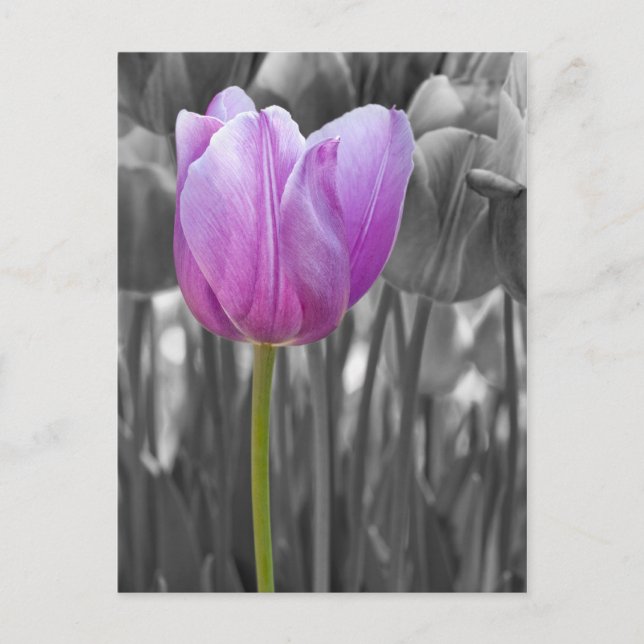 Carte Postale Tulipe pourpre de printemps sur noir et blanc (Devant)