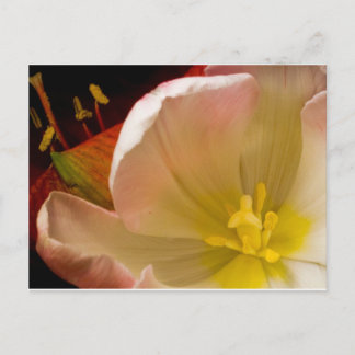 Carte Postale Tulipe rose