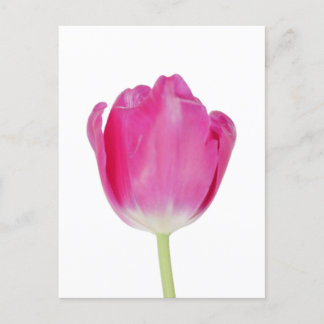Carte postale Tulipe rose