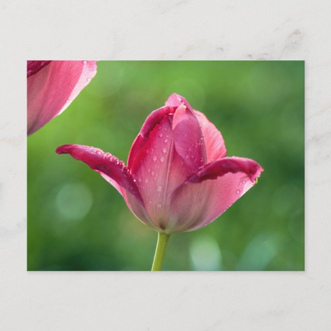 Carte Postale Tulipe rose dans la rosée matinale (Devant)