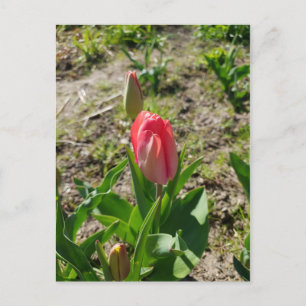 Carte postale Tulipe rose dans le parc