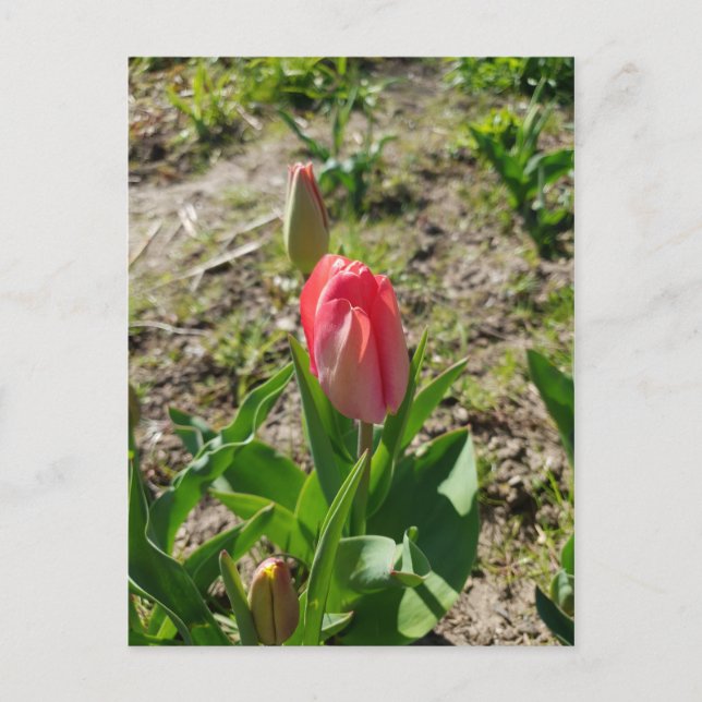Carte postale Tulipe rose dans le parc (Devant)