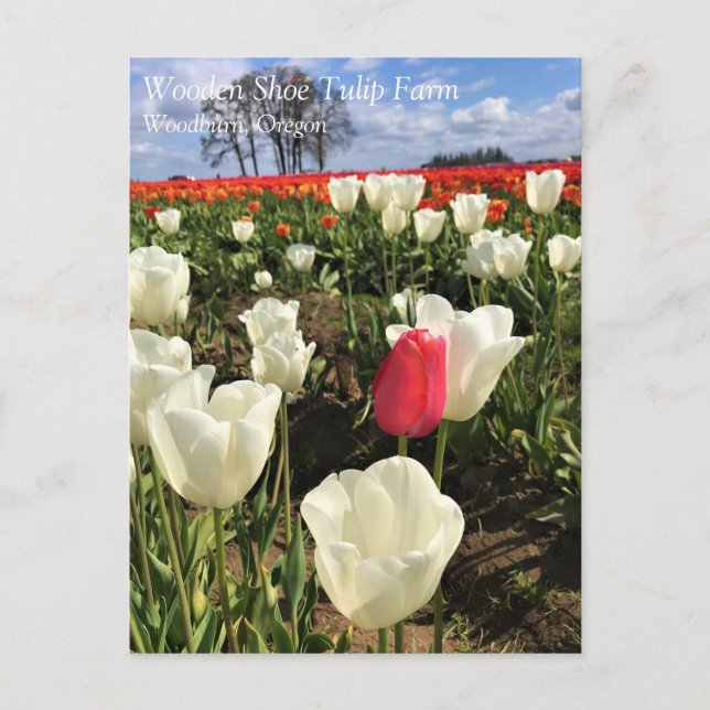 Carte postale Tulipe rose saillante, Oregon (Devant)