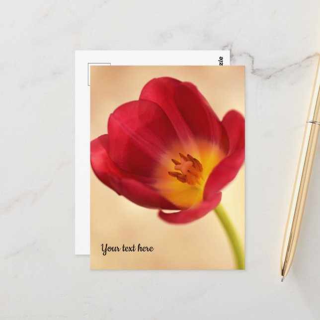 Carte Postale Tulipe rose unique (Devant/Arrière en situation)