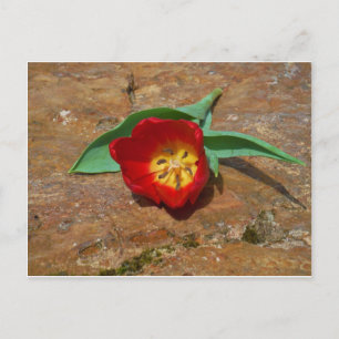Carte Postale Tulipe rouge du printemps