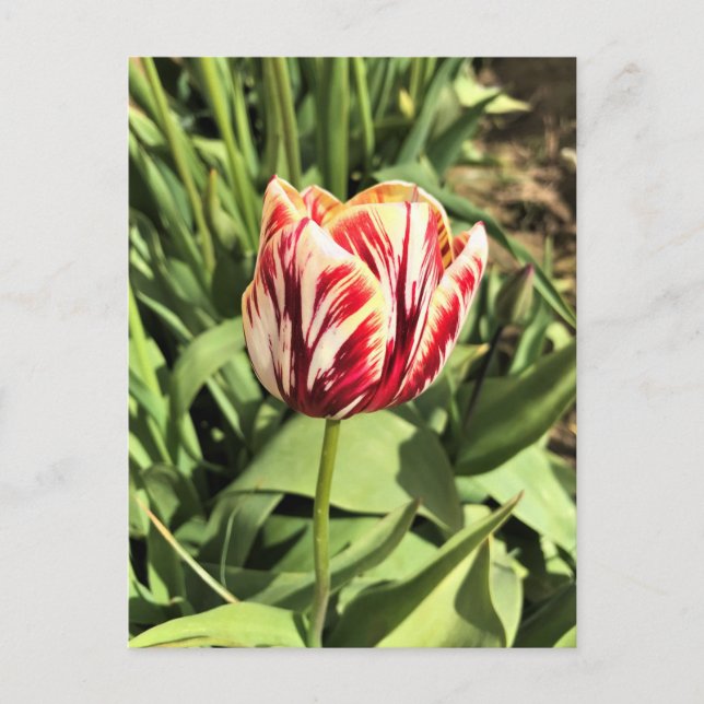 Carte Postale Tulipe rouge et blanche (Devant)