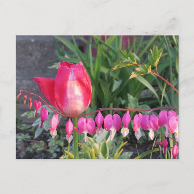 Carte Postale Tulipe Rouge Et Fleurs Cardiaques À Saignement Ros (Devant)