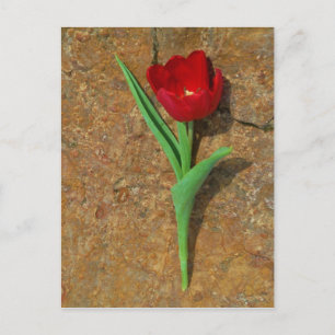 Carte Postale Tulipe rouge et jaune