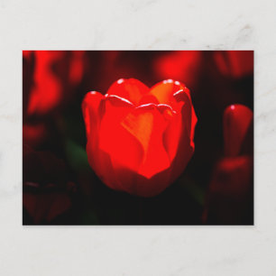 Carte Postale Tulipe rouge - Feu