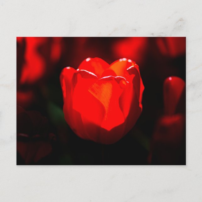 Carte Postale Tulipe rouge - Feu (Devant)