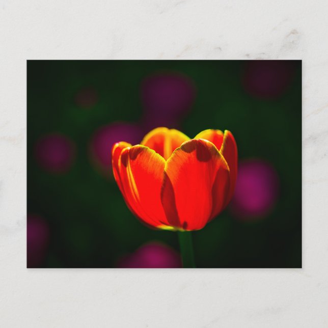 Carte Postale Tulipe rouge fleur (Devant)
