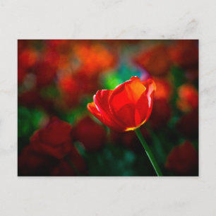Carte Postale Tulipe rouge - Mystère de la floraison