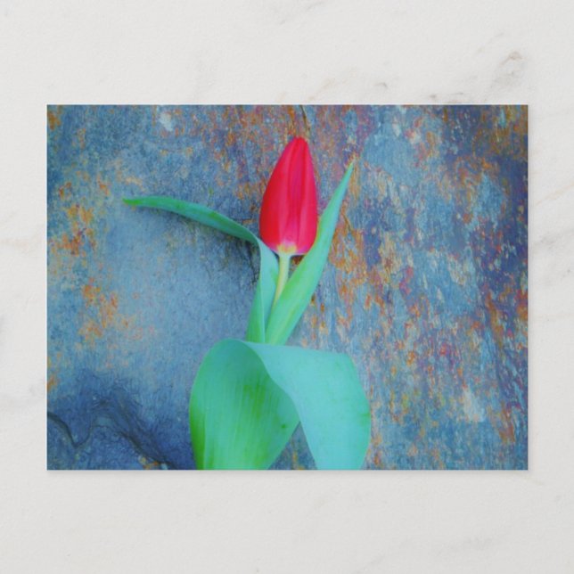 Carte Postale Tulipe rouge sur ardoise gris bleu (Devant)