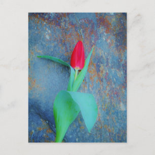 Carte Postale Tulipe rouge sur ardoise gris bleu