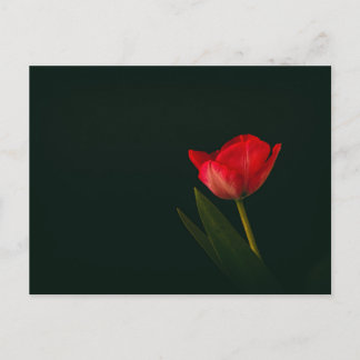 Carte Postale Tulipe rouge unique