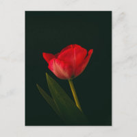 Tulipe rouge unique