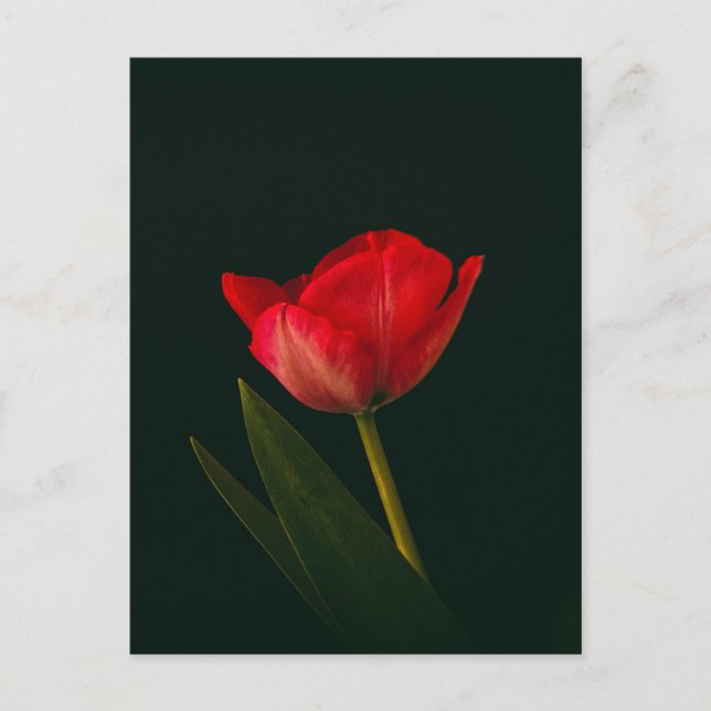 Carte Postale Tulipe rouge unique (Devant)