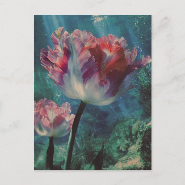 Carte Postale Tulipe sous-marine (Devant)