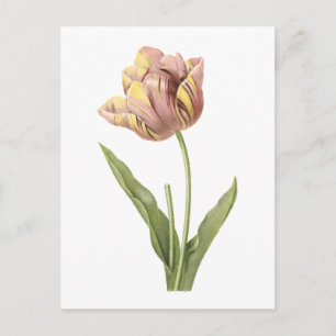 Carte Postale tulipe(Tulipa culta) par Redouté