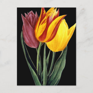 Carte Postale Tulipe (Tulipa Gesneriana)
