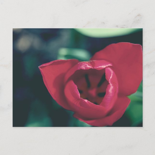 Carte Postale Tulipe Vintage rouge (Devant)
